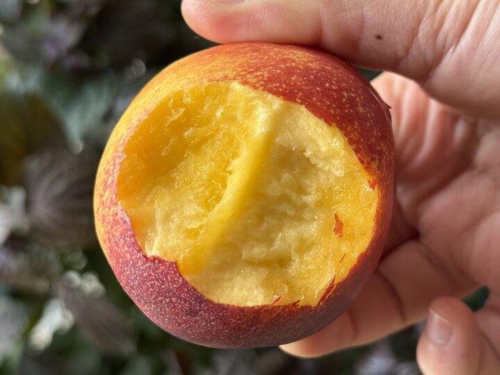 【澳洲黄肉油桃】限量亏本试吃39元/箱