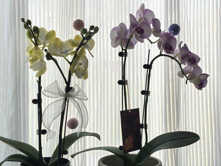 又买垃圾花了哈