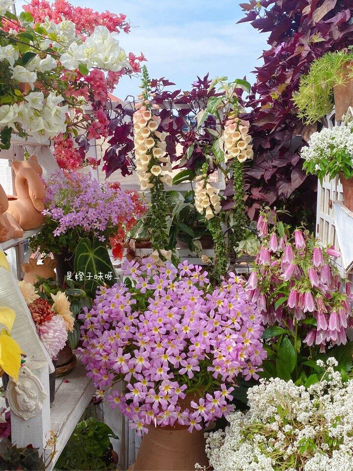 今年的第一个ob酢浆草花球