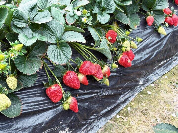 摘草莓🍓23一斤