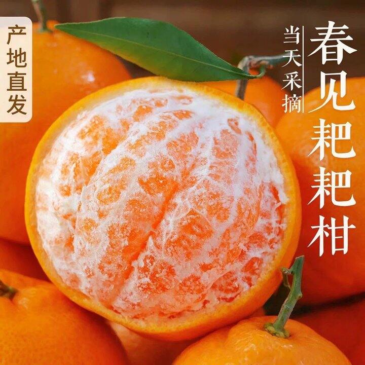 SX四川春见耙耙柑