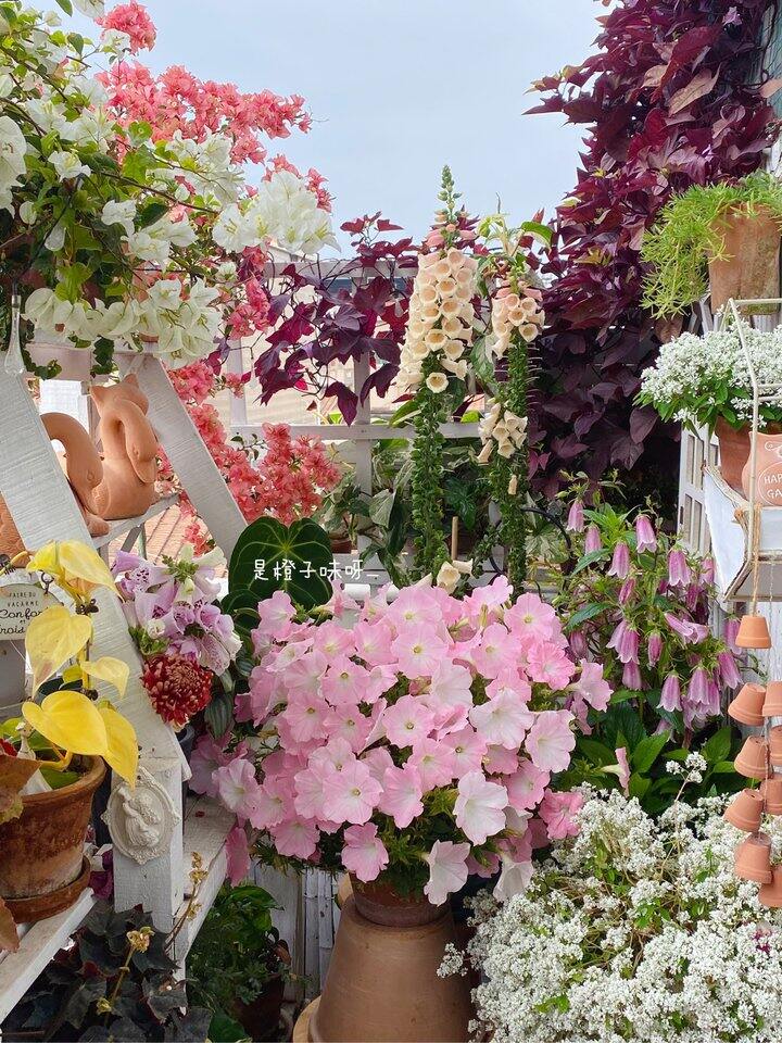 矮牵牛  雪纺粉