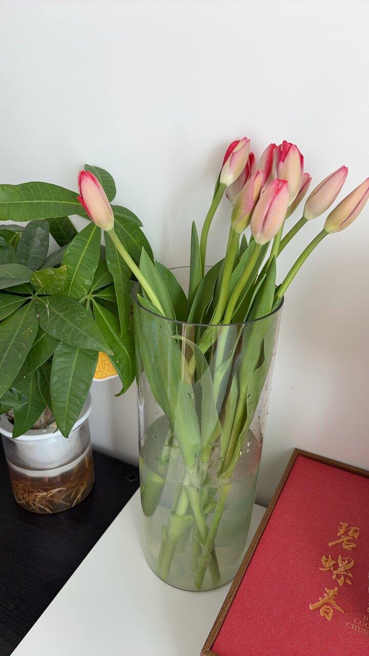 jd买的鲜切郁金香🌷