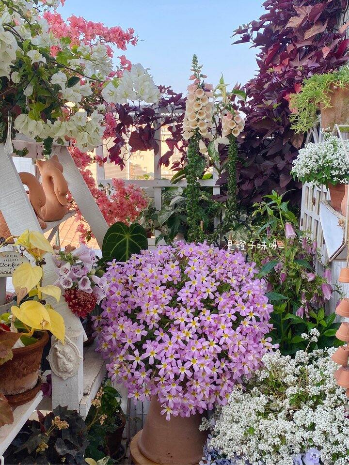 第二盆爆花的ob酢浆草