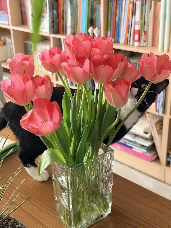 郁金香💰14.9起