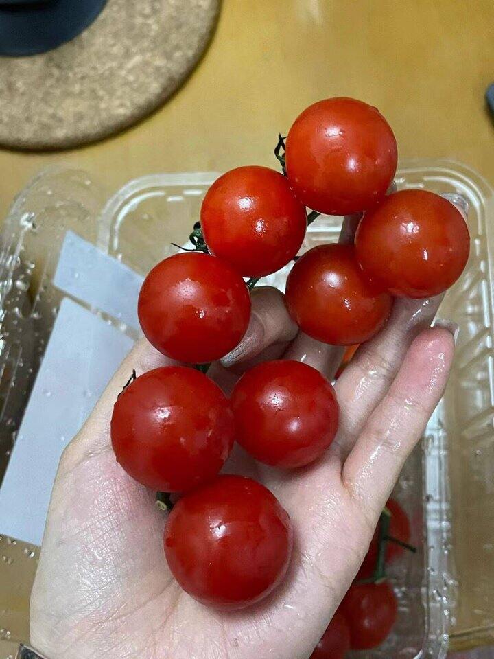 串收小番茄🍅