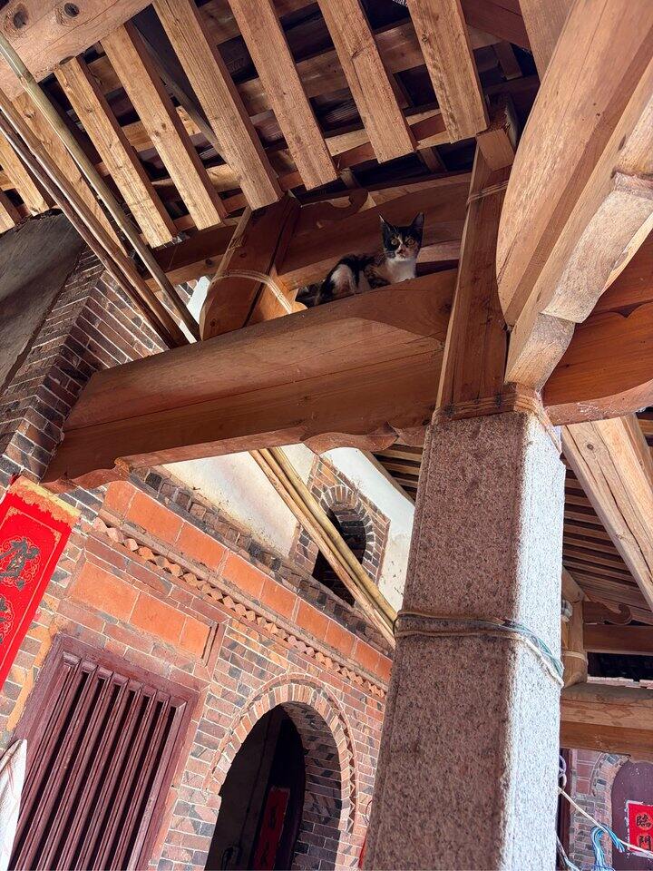 外婆家的哈基米