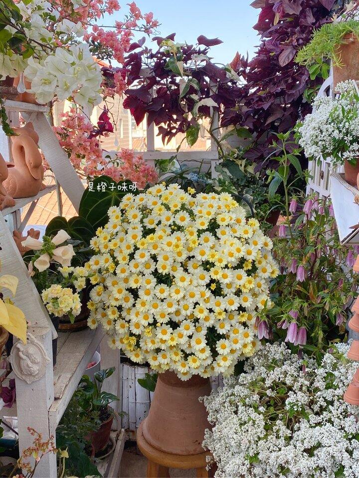 玛格丽特 奶油黄