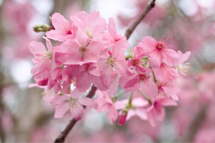 樱花🌸和春天一起来了
