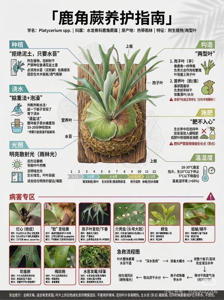 新宠鹿角蕨，突然get到的美