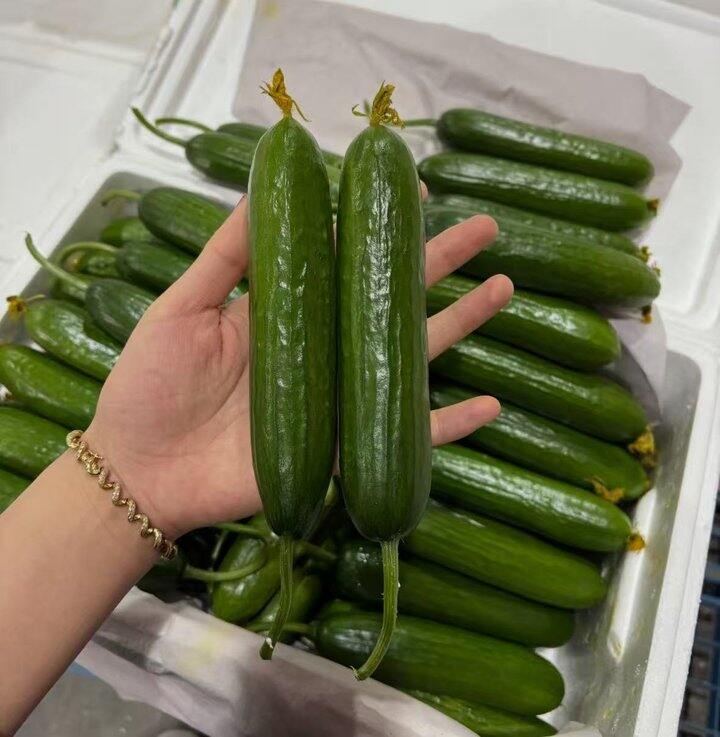 水果黄瓜🥒