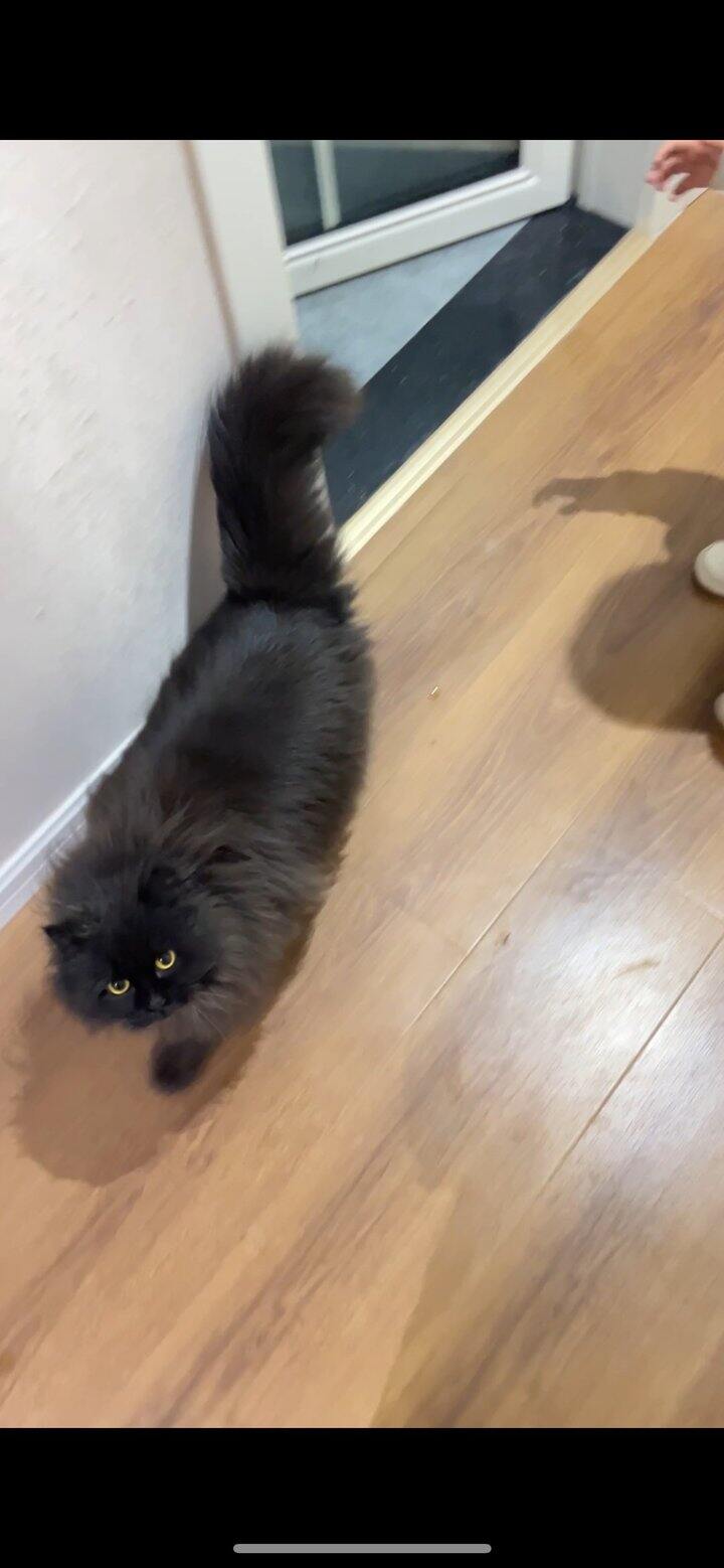 不知道说点什么 晒个我们美丽的展昭吧