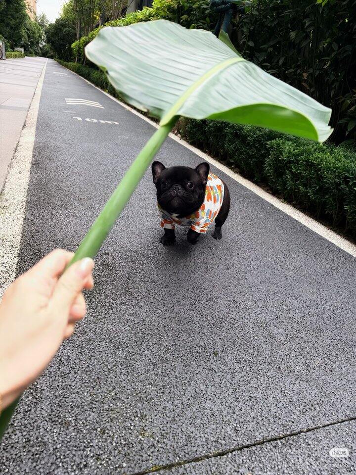 求教   请问：二手平台转转 怎么样？我想买个苹果手机和其他牌的笔记本电脑