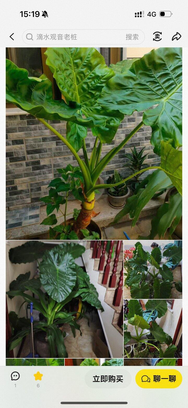 在最没力气的年纪，找到最想扛的绿植