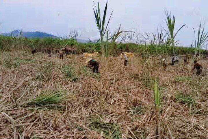 好想请大家来我家吃甘蔗哈哈