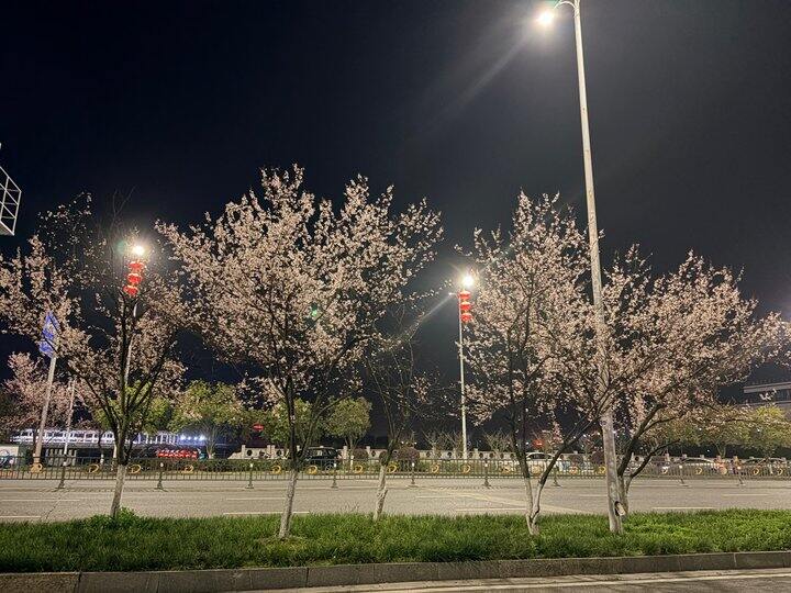 🚄一天的短途出差-发现春天的花都开好了