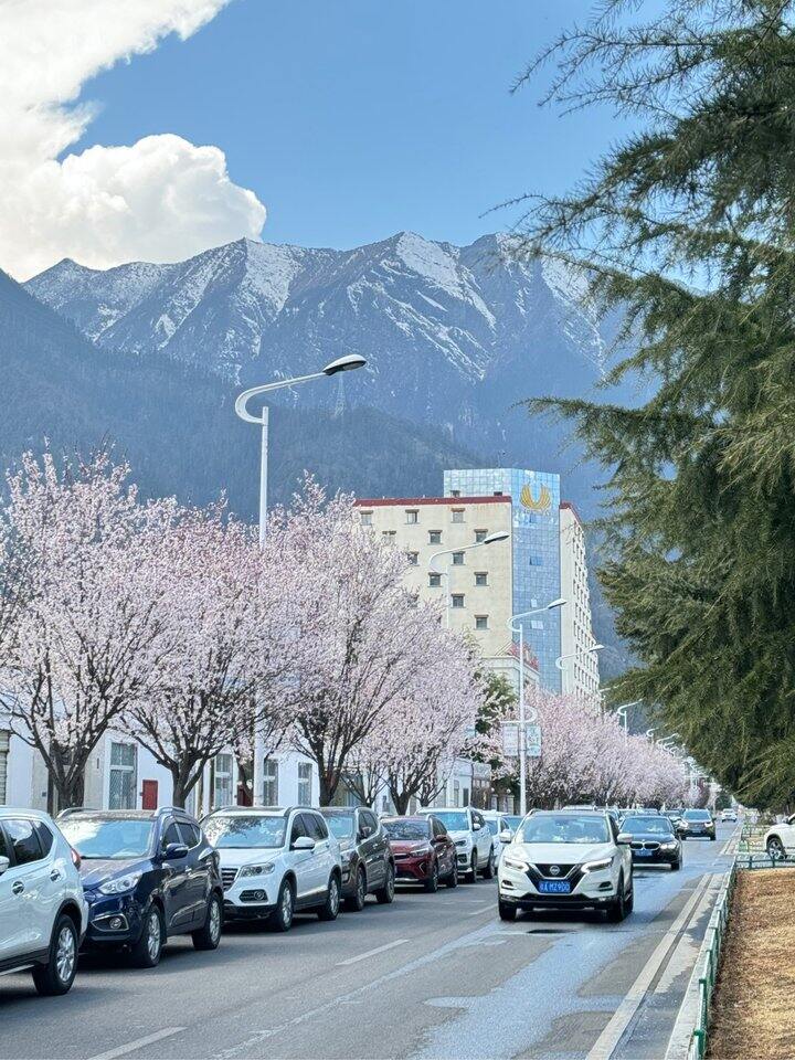 2026 年的桃花又开了