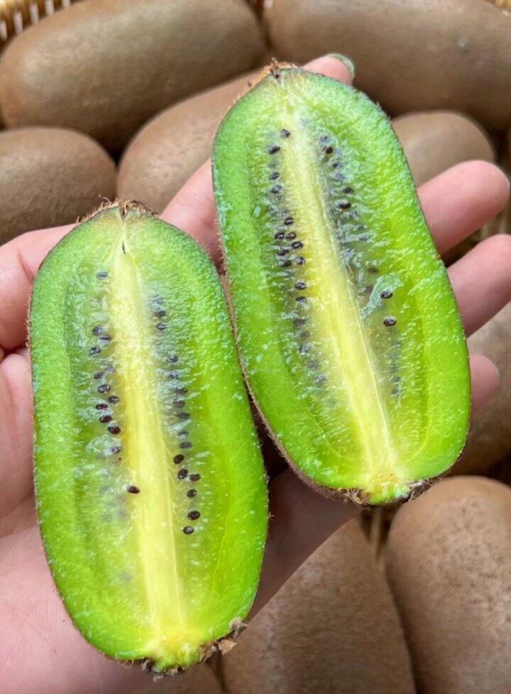 【金福猕猴桃】🥝限量试吃19.9元/箱