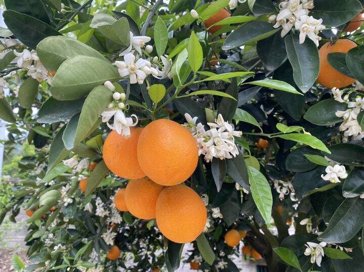 【伦晚.帝王脐】限时抢购19.9元/箱