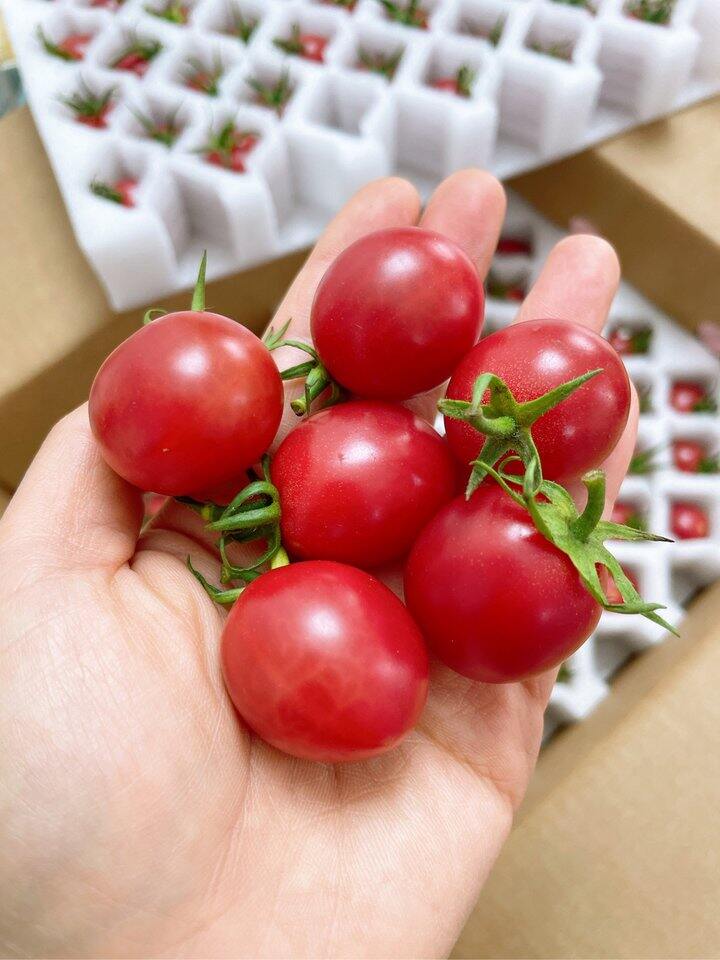 29.9💰京鲜生 电白千禧小番茄