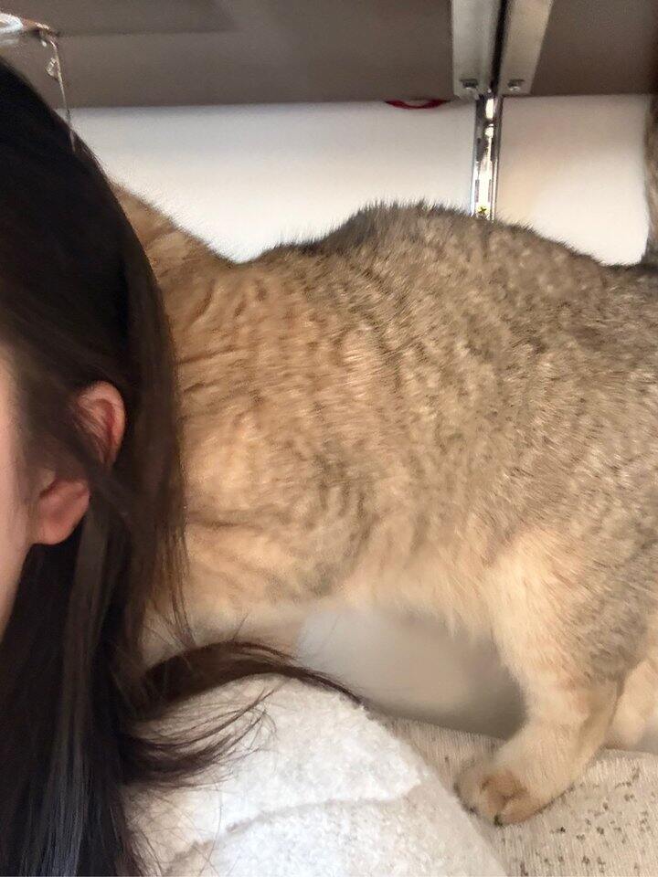 我的猫不喜欢吸猫薄荷