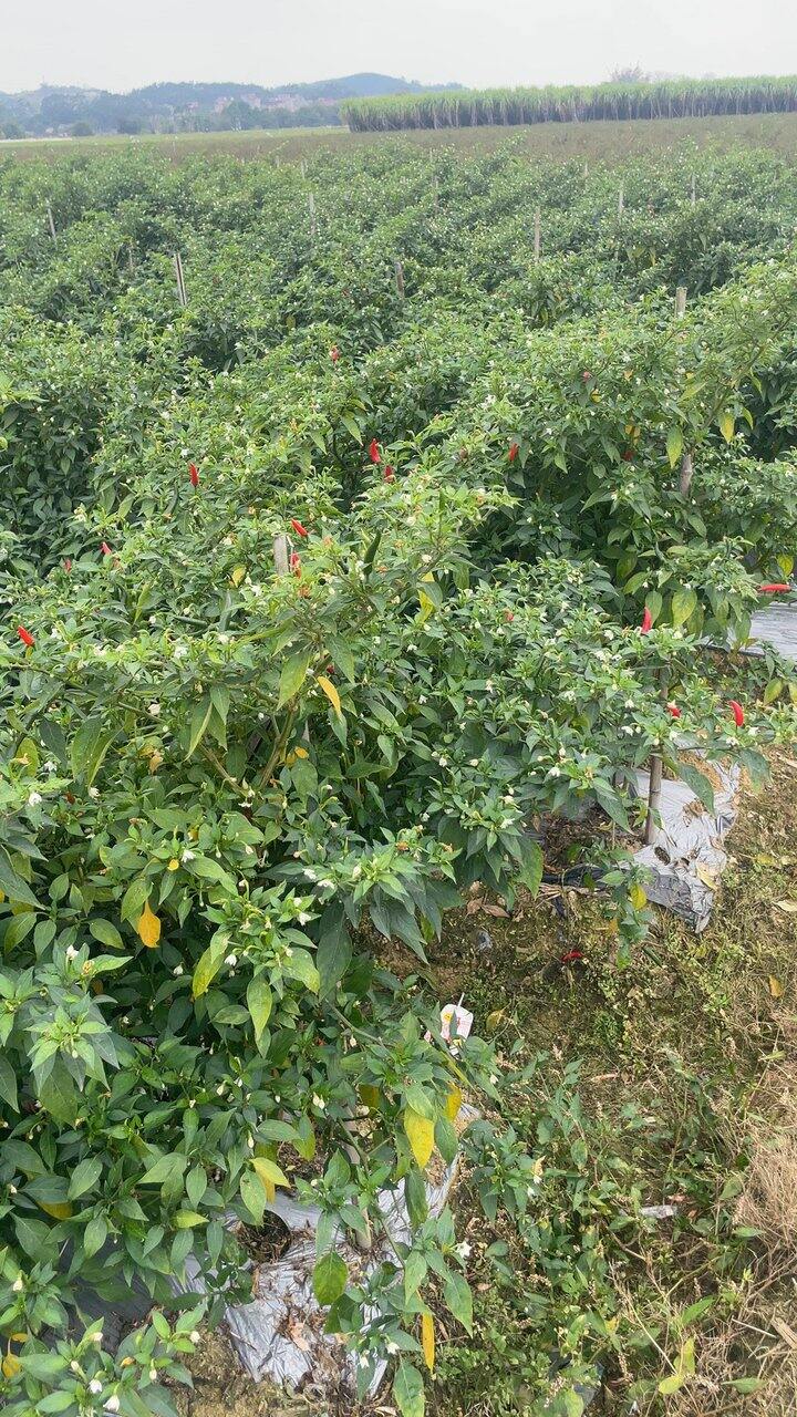 朝天椒都有什么吃法