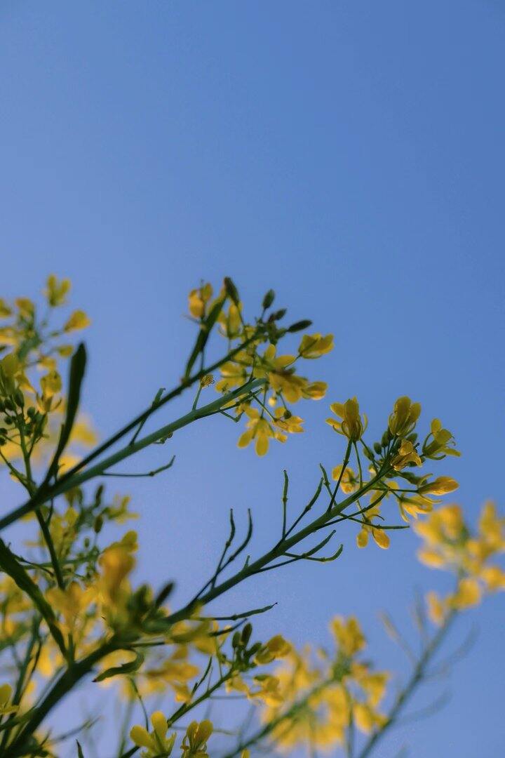 充满生命力的春天🍃