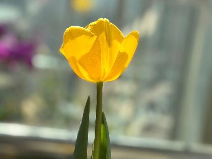 明年要种很多很多的郁金香