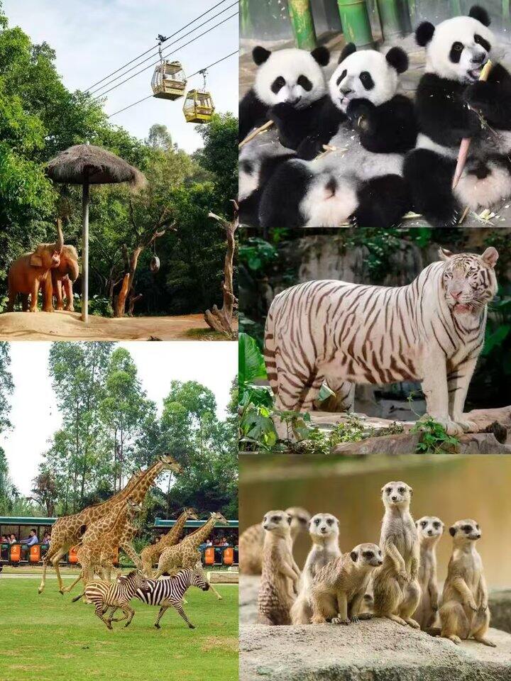 长隆集团套票❗️囤着假期冲