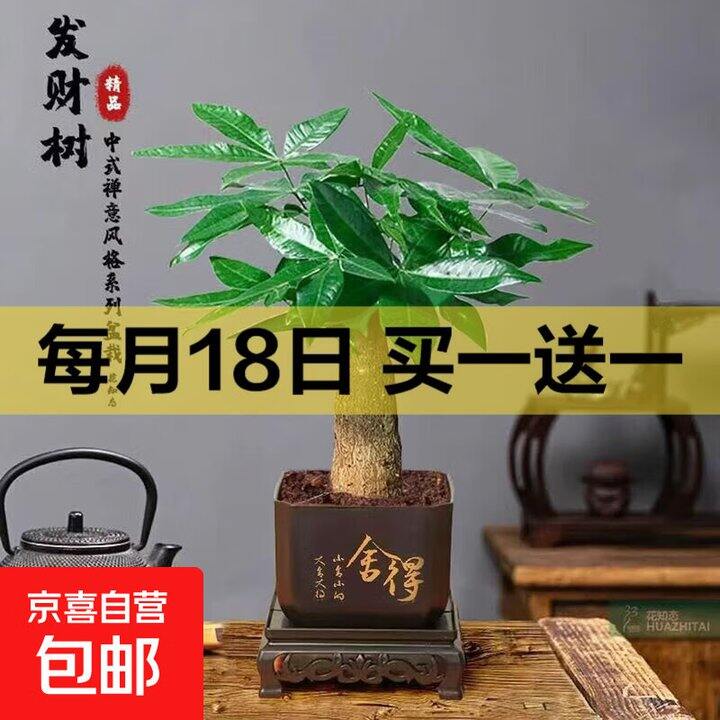 京东绿植今天买一送一，2盆7.99起