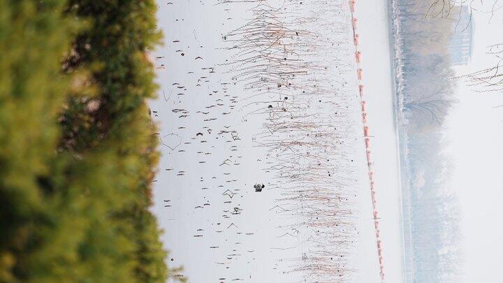 前几天去玉渊潭了 带上我的相机