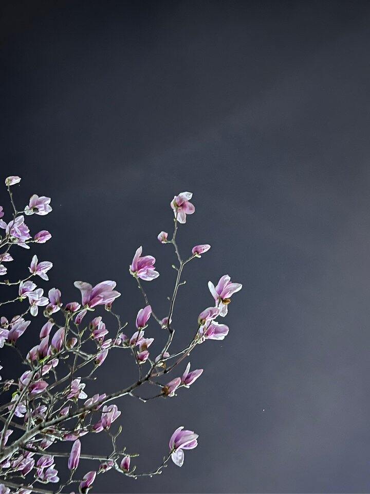 东风吹过玉兰花