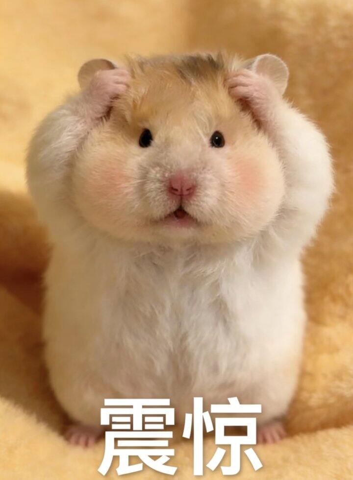 求职行情激烈的不行