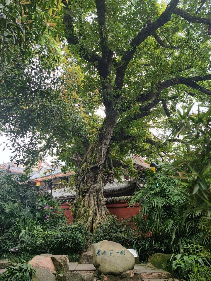 在三苏祠偷得半日闲暇