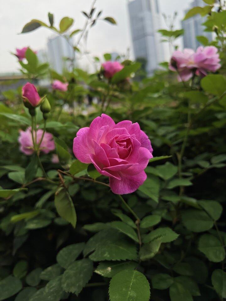 中午在公园散步拍的，这么多美景