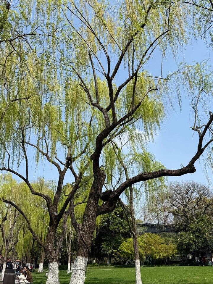 拂堤杨柳醉春烟