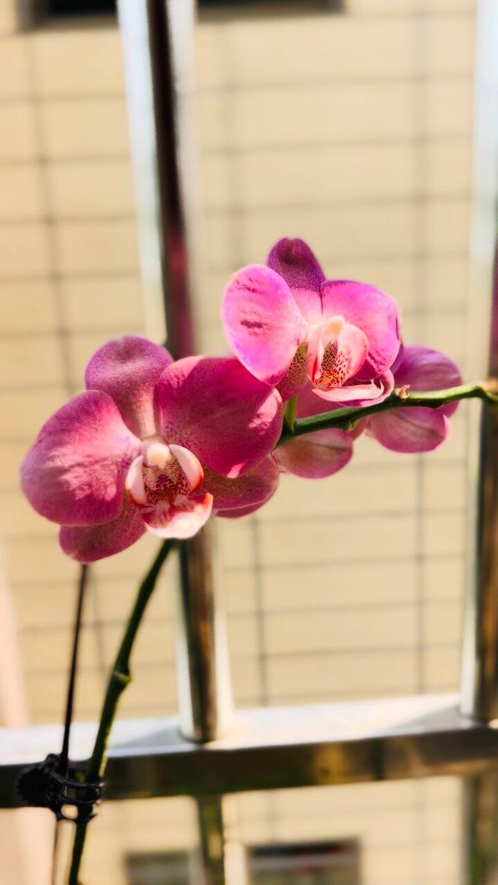 开花的季节
