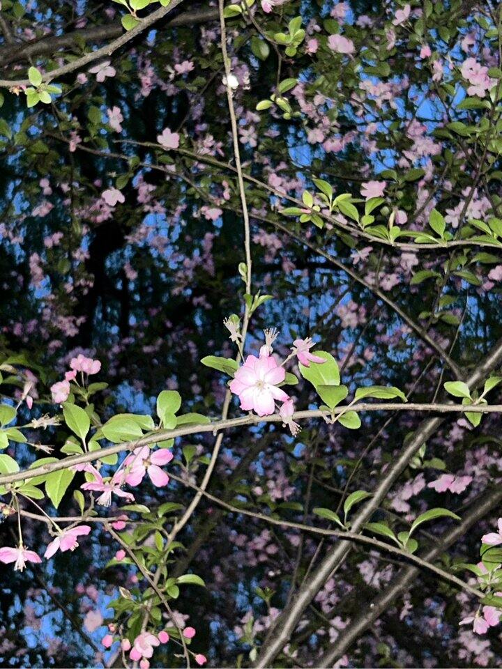 有苏州的朋友出租房子吗