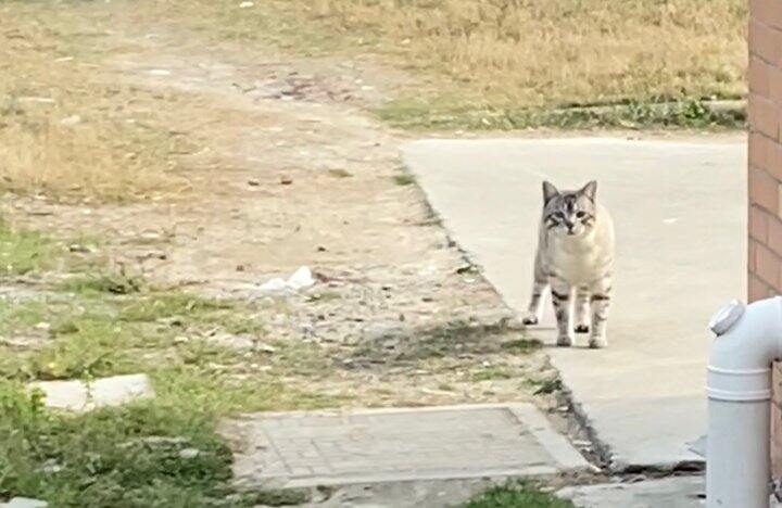 小公猫的花期真的很短