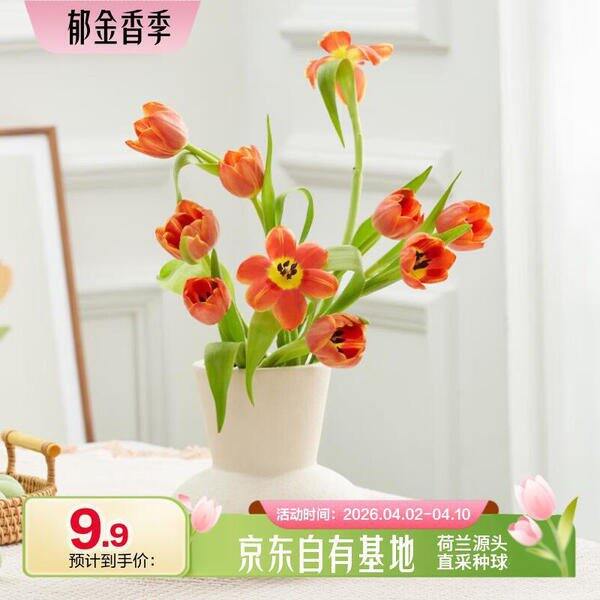 京东鲜花郁金香🌷