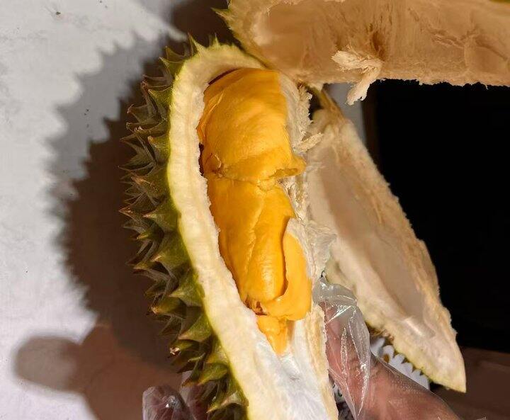 榴莲——托曼尼