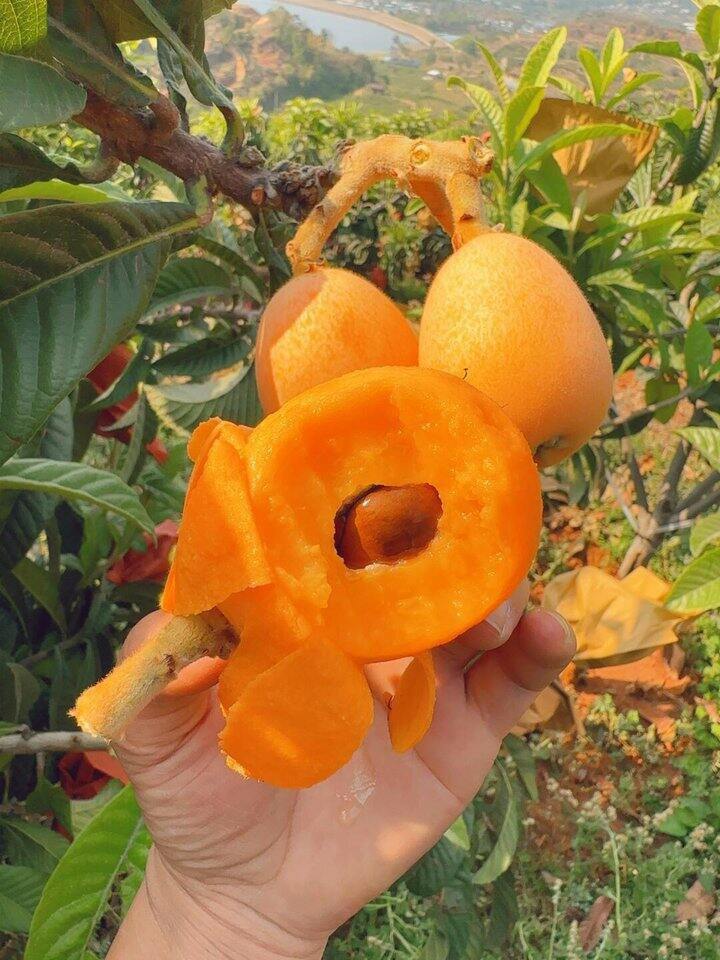 大果试吃19.8元/箱（1斤装），纯天然不打药米易枇杷