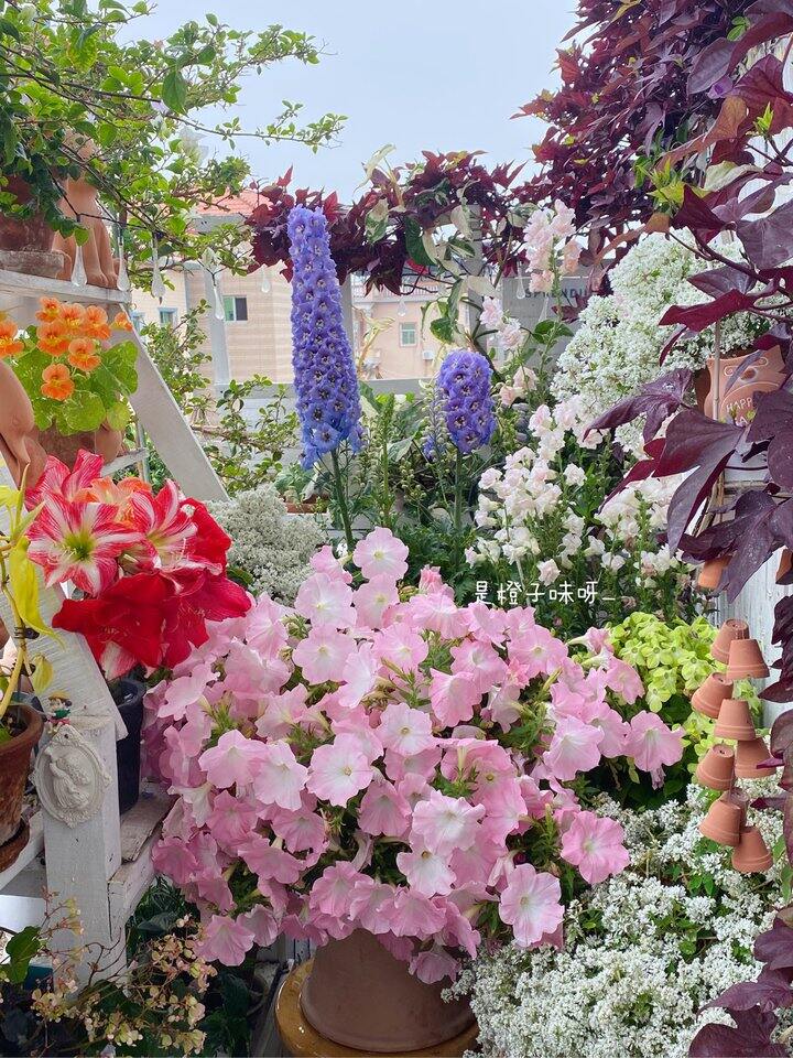 今年又是种大花飞燕草成功的一年