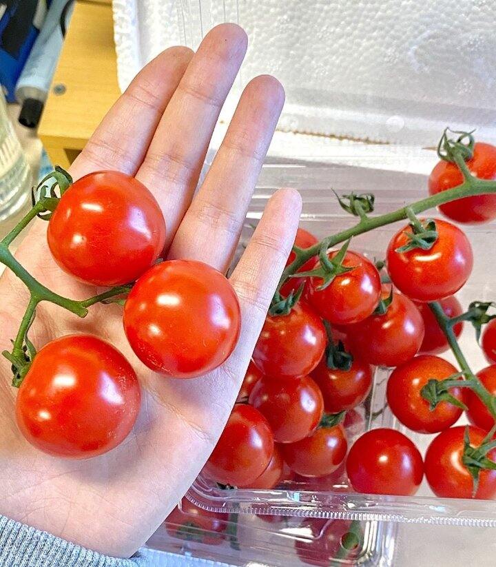 串收小番茄🍅