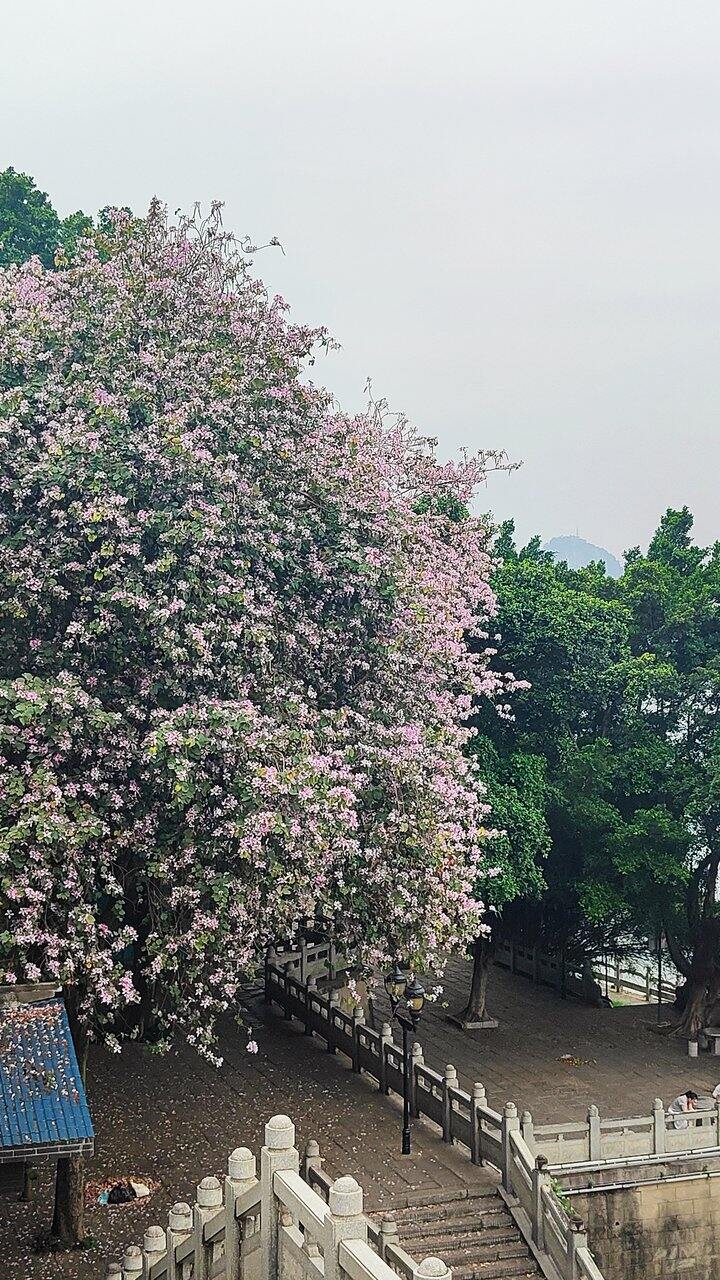 紫金花下站谁都美