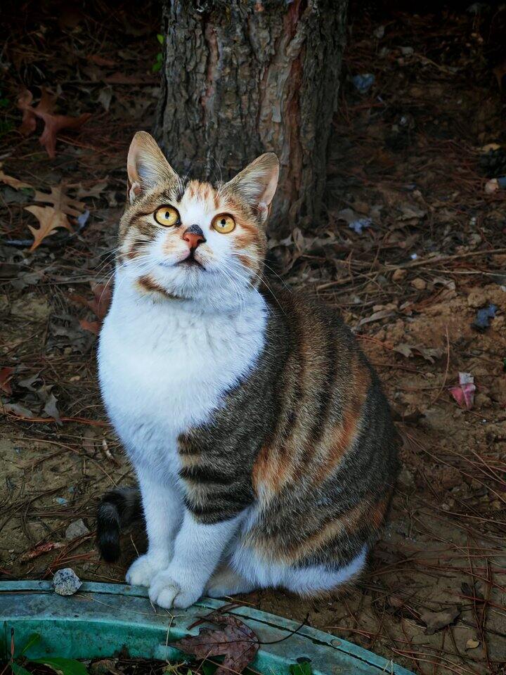 关于一只猫