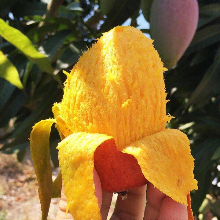 【金凤凰_贵妃芒】小果3斤到手19.9元