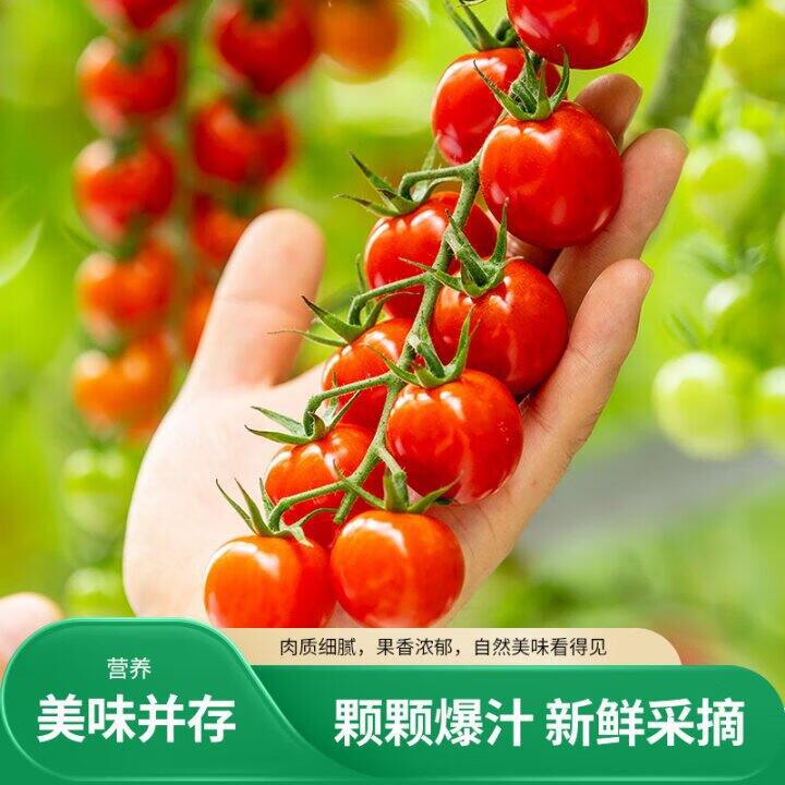 25.9‼️京鲜生 串收樱桃番茄小西红柿 净重2斤