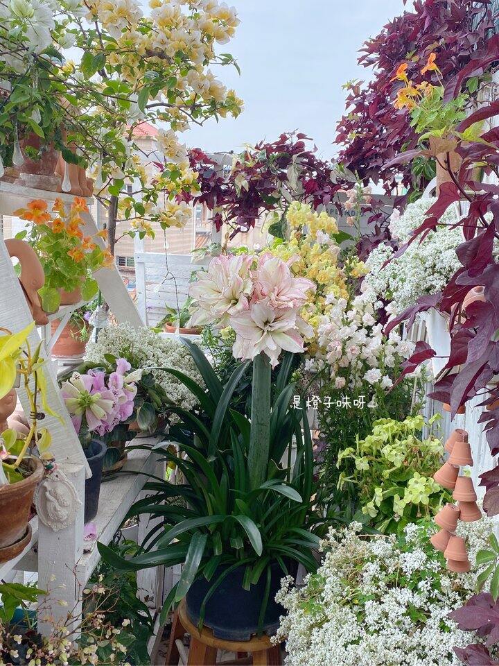 1cm种球带大的安吉拉