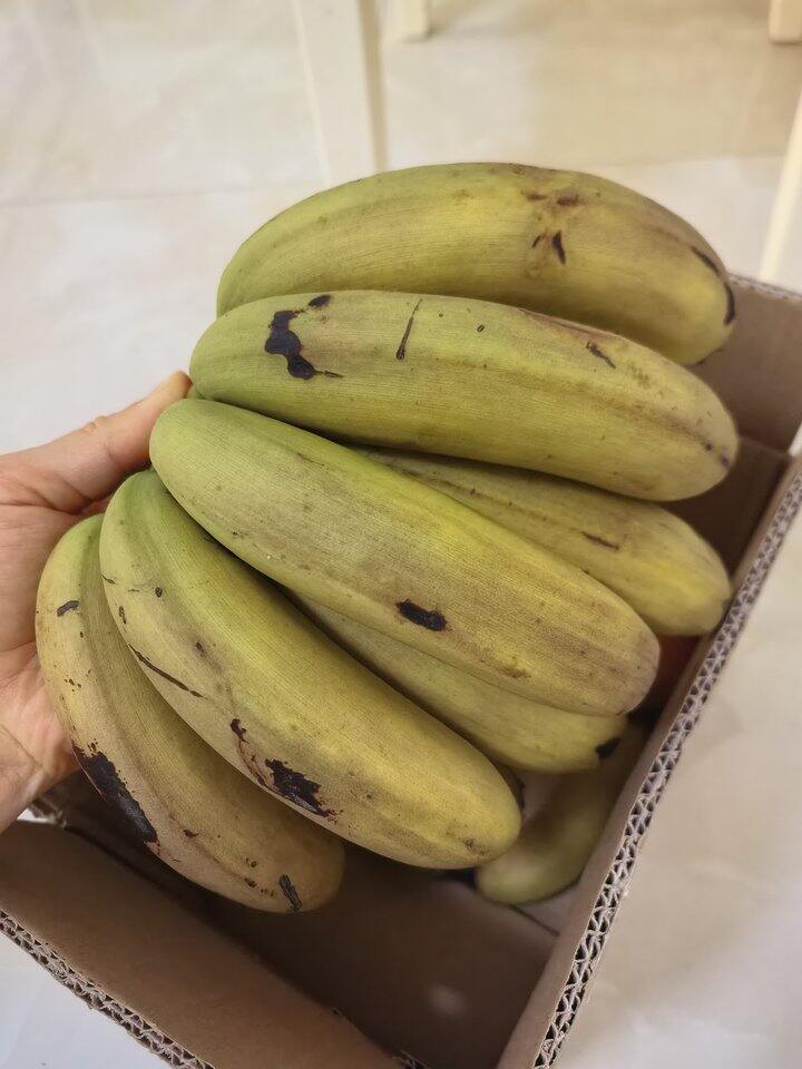 自营 香蕉🍌